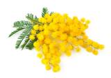 Festa della donna 